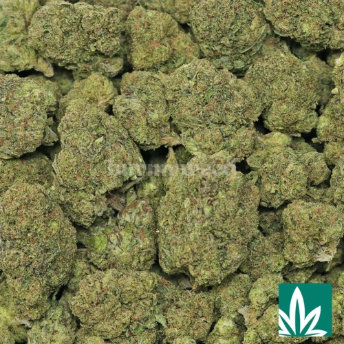 Sugar Rush Strain - 2