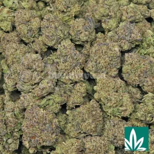 Tres Leches Strain - 2
