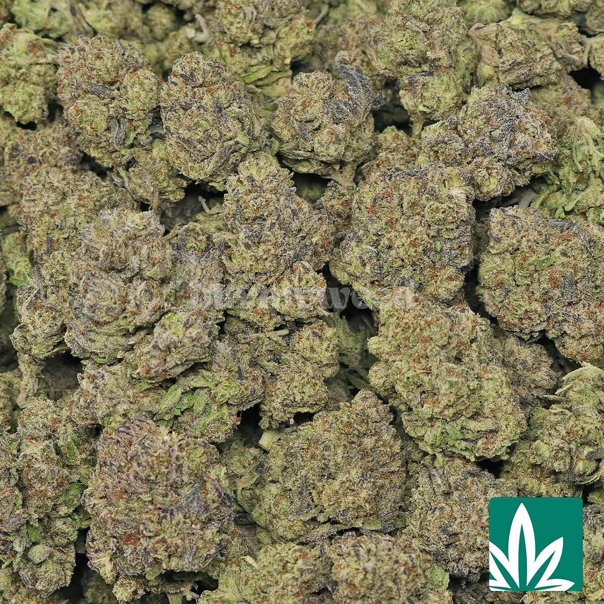 Tres Leches Strain - 2
