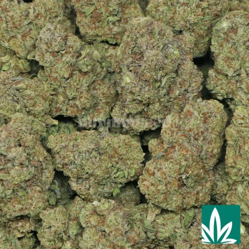 White Truffle Strain - 2