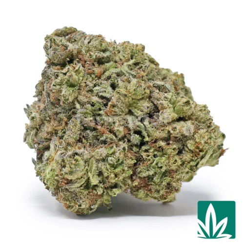 White Truffle Strain - 1