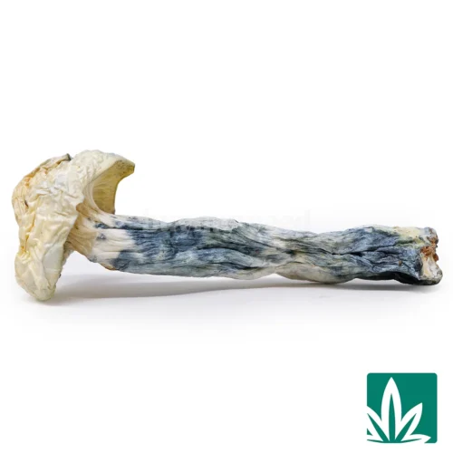 Wizard Strain - 1