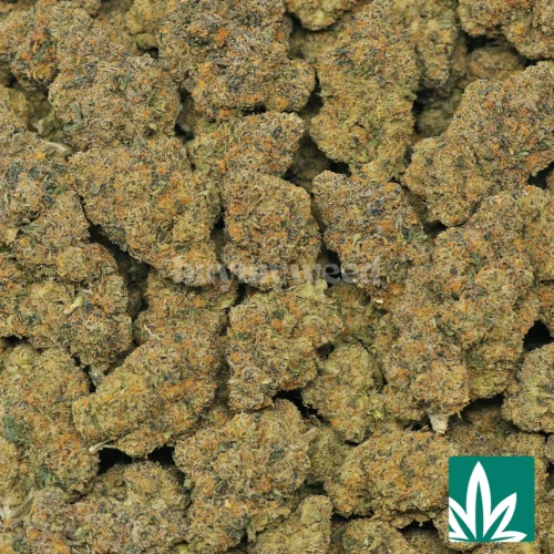 Gelato 41 Strain - 2