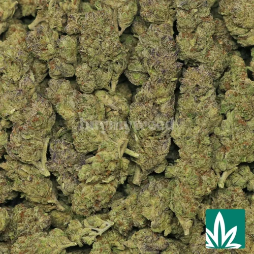 Lava Strain - 2