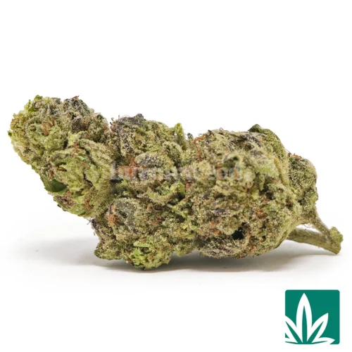 Lava Strain - 1