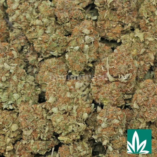 Platinum Bubba Strain - 2