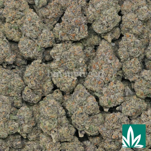 Purple Cherry Strain - 2