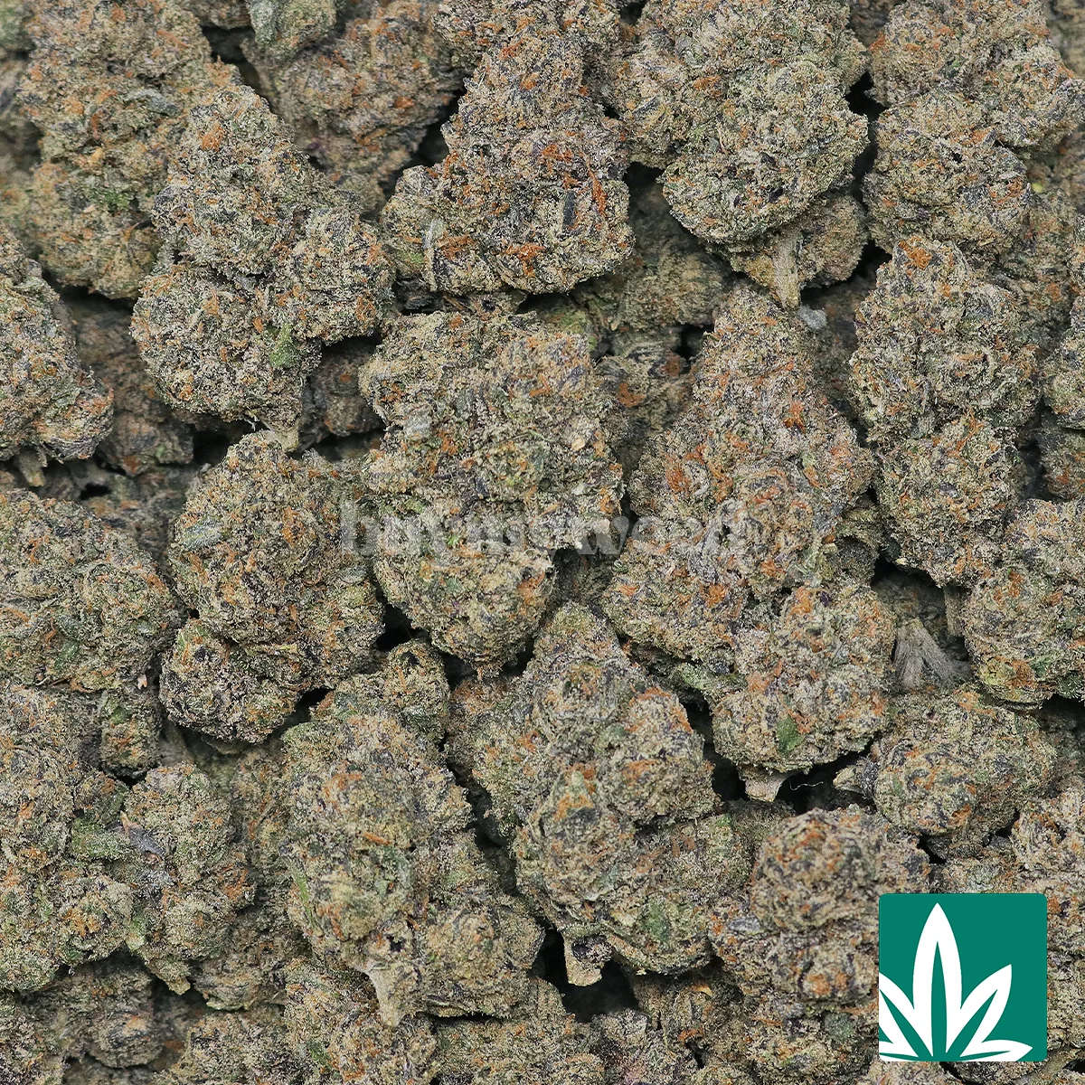 Purple Cherry Strain - 2