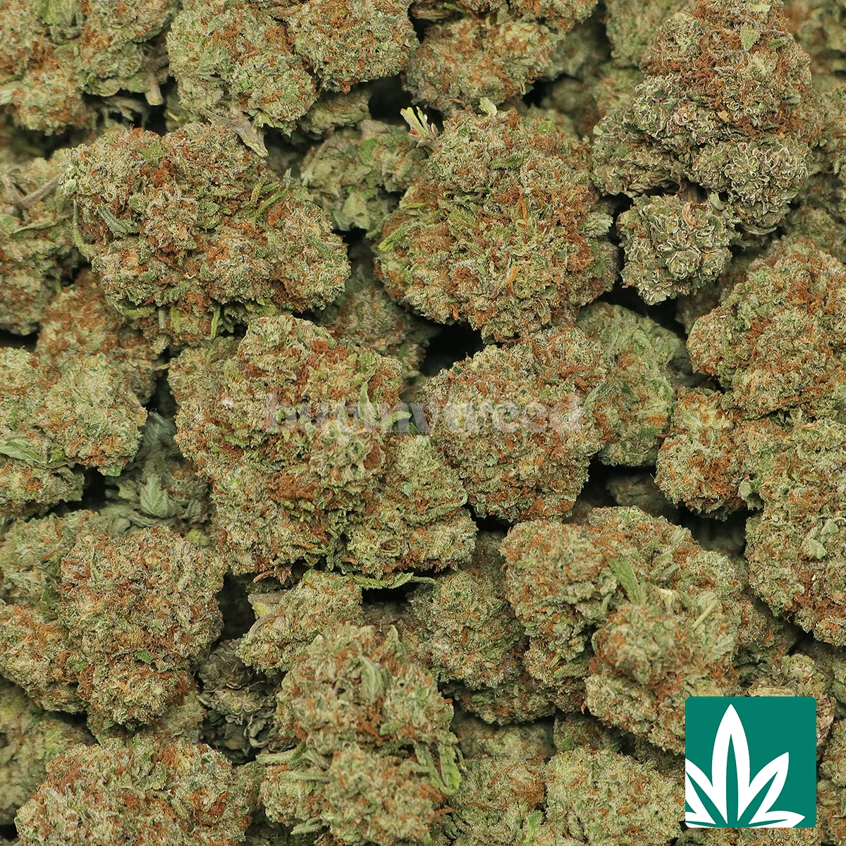 Sunset Black Ice Strain - 2