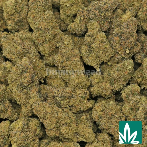 Top Shelf Jack Herer Strain - 2