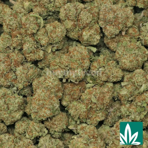 Value Gelato King Strain - 2