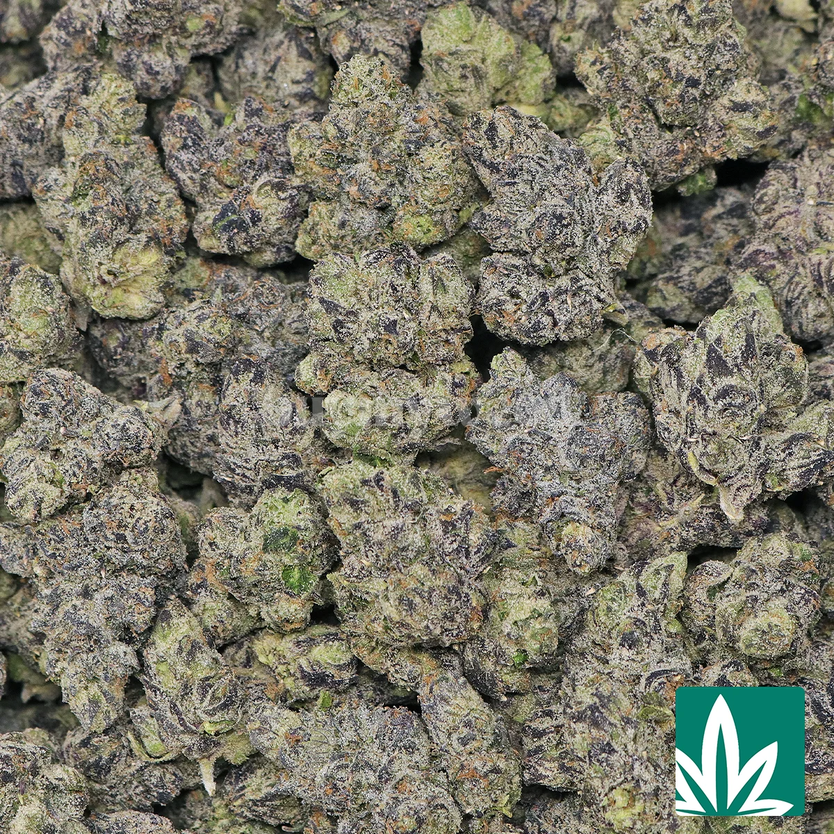White Caviar Strain - 2