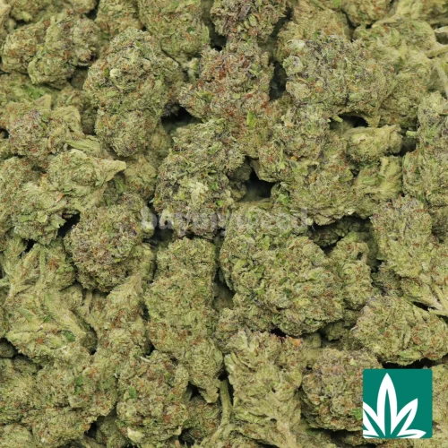 XXX Strain - 2