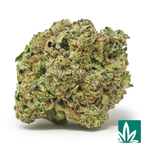 XXX Strain - 1