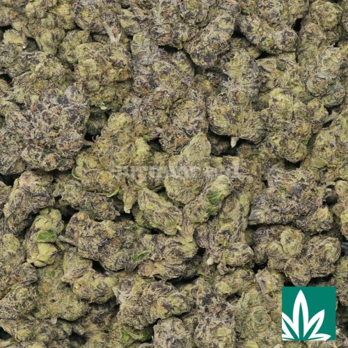 Blueberry Caviar Strain - 2