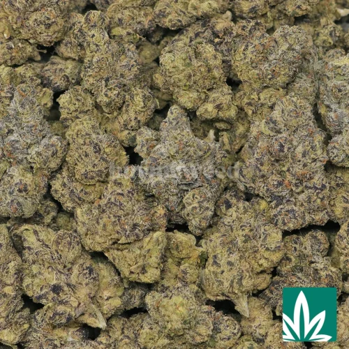 Blue GSC Strain - 2