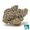 Blue GSC Strain - 1
