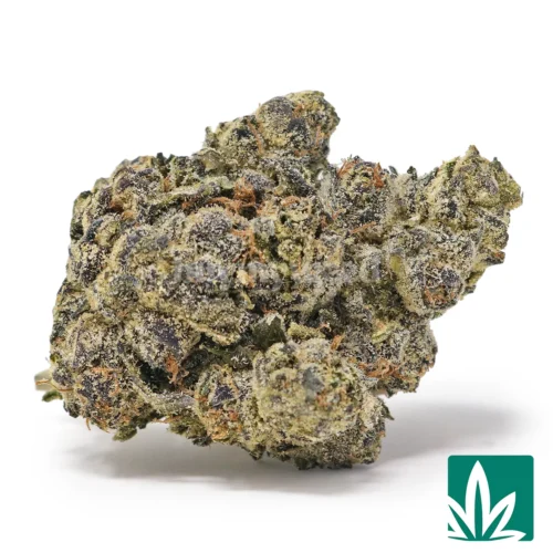 Blue GSC Strain - 1