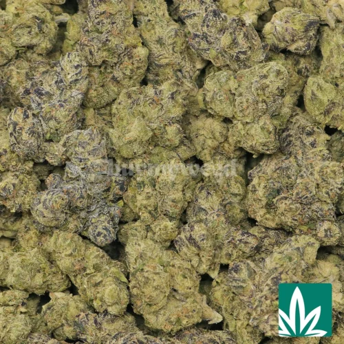 Blue Zlushi Strain - 2