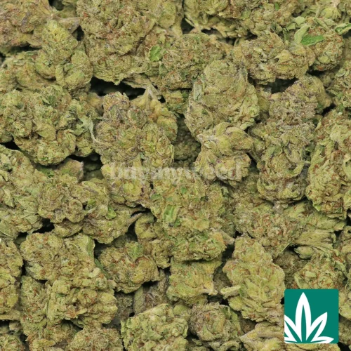 Cherry Velvet Strain - 2