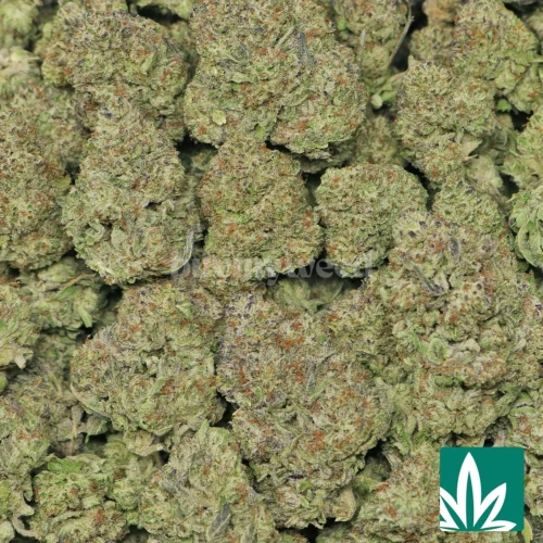 King Gelato Strain - 2