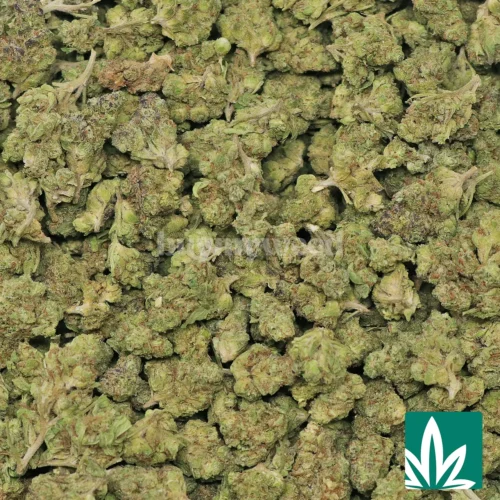 Gelato 'Smalls' Strain - 2
