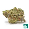 Gelato 'Smalls' Strain - 1