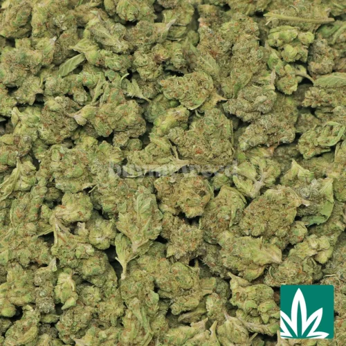 Grape Fruit 'Smalls' Strain - 2