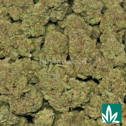 Italian Cream Strain - 2