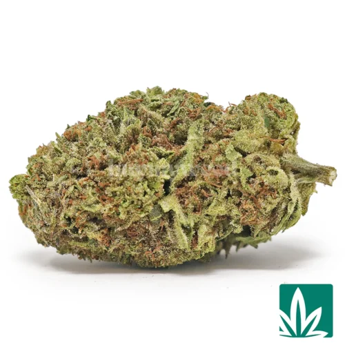 Italian Cream Strain - 1