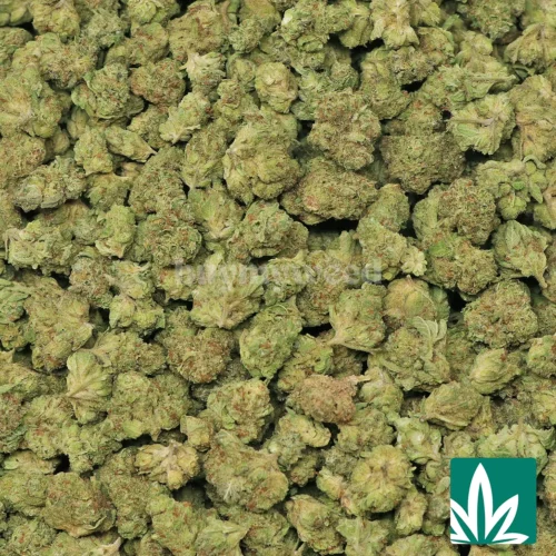 Italian Cream 'Smalls' Strain - 2