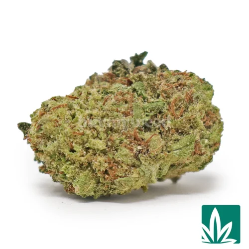 Italian Cream 'Smalls' Strain - 1