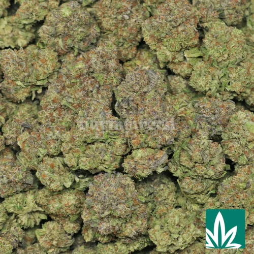 Italian Ice Strain - 2