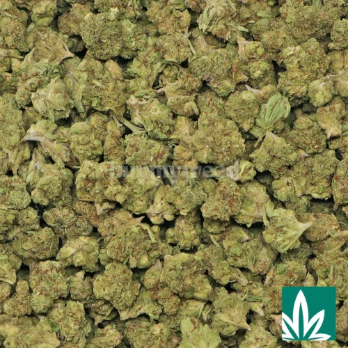 Pink Guava 'Smalls' Strain - 2