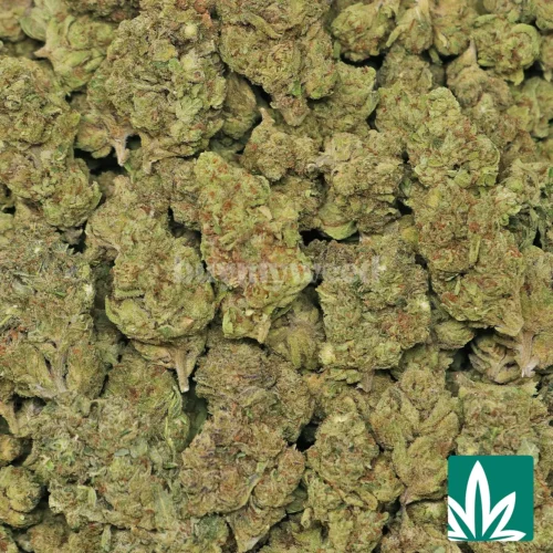 Purple Punch Strain - 2