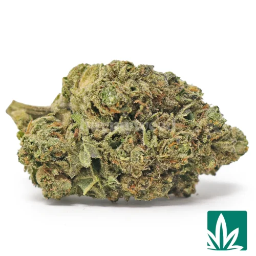 Purple Punch Strain - 1