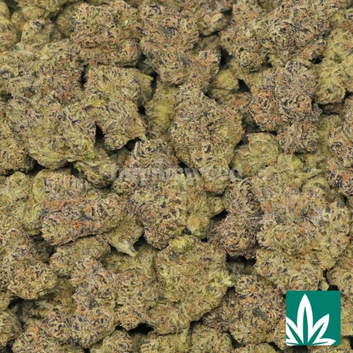 Rainbow Beltz Strain - 2