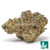 Rainbow Beltz Strain - 1