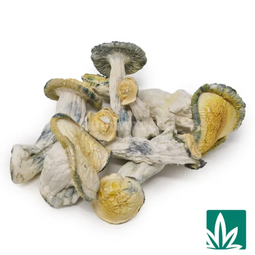 Vanilla Gorilla Strain - 2
